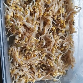 韓国料理:콩나물モヤシのナムル